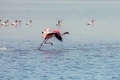 Flamingo taking a flight - PhotoDune Item for Sale