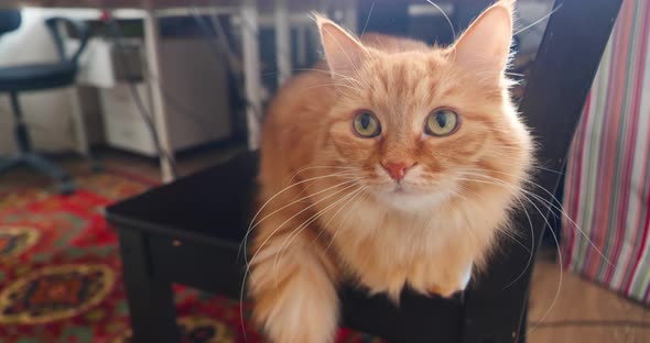 Cute Ginger Cat is Sitting on Black Chair Under Table