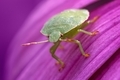 Insect Macro Photography - PhotoDune Item for Sale
