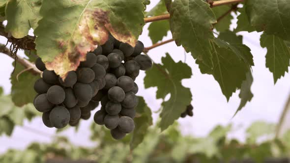 Organic grape vineyard with many bunches of grapes for harvesting. The fresh grapes are delicious, q