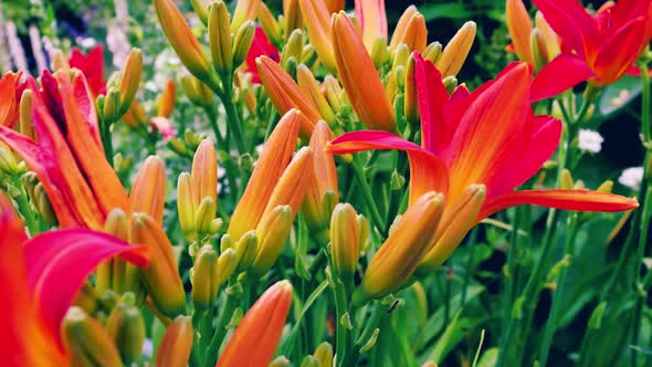 Orange Lily In The Garden