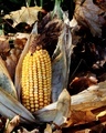 Corn - PhotoDune Item for Sale