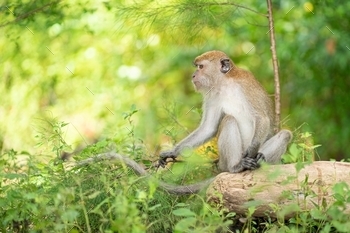 imb, tropical, cute, simians, animal, intelligent, primate, tail, arboreal, omnivore, pets, exotic, pest, habitat, mischief, fun, zodiac, natural, nature, macaque, hair, opposable, thumb, grasp, tree, dwelling, smart, naughty, diurnal, upright, walk, clan, social, species, animated, beast, jungle, forest, endangered, face, furry, brown, fur, chatter