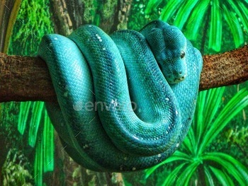 Green python