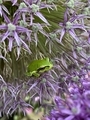 Green frog - PhotoDune Item for Sale