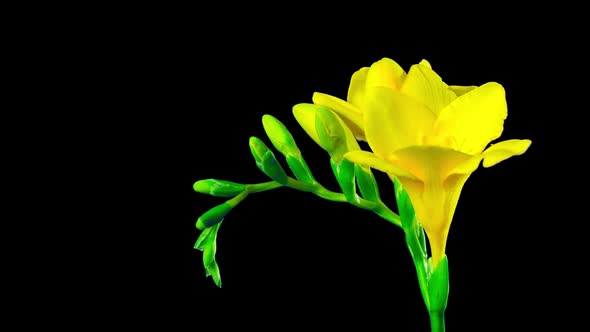 Flower Freesia blossoms