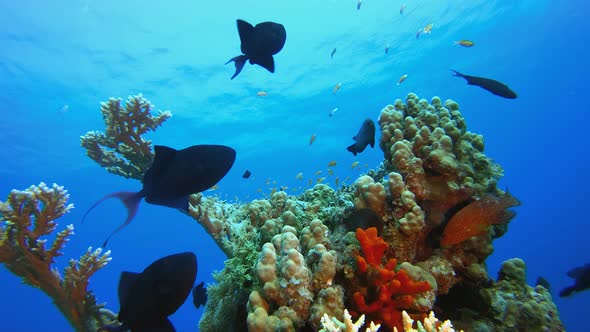 Coral Reef Fish Scene