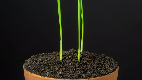 Wheat Sprout Growing Timelapse Rotating on Black