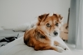 pets - PhotoDune Item for Sale