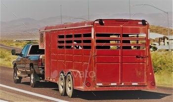 ing a red horse trailer on the open road. Also used to transport livestock.