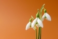 Snowdrop flowers on brown - PhotoDune Item for Sale