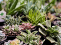Single Succulent Plants on a table depth of field - PhotoDune Item for Sale