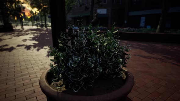 Decorative Pots with Plants on the Sidewalk