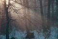 Mysterious forest in fog - PhotoDune Item for Sale