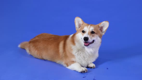 A Contented Smiling Welsh Corgi Pembroke Dog Lies with His Tongue Out