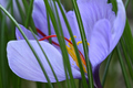 Flower of Crocus sativus, saffron crocus. with vivid crimson stigma and styles - PhotoDune Item for Sale