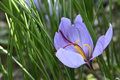 Flower of Crocus sativus, saffron crocus. with vivid crimson stigma and styles - PhotoDune Item for Sale