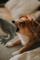 Dog playing with a toy - PhotoDune Item for Sale