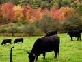 Beef cattle grazing on green grass  - PhotoDune Item for Sale