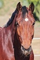 Dutch Warmblood dressage horse enjoying his time in the paddock - PhotoDune Item for Sale