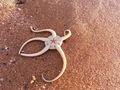Starfish found on the beach  - PhotoDune Item for Sale