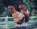 Two chickens having a morning gossip  - PhotoDune Item for Sale