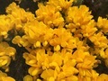 Yellow gorse flowers in Scotland  - PhotoDune Item for Sale