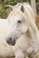 Beautiful Highland Pony posing for the camera  - PhotoDune Item for Sale