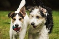 Two young dogs enjoying a game of ball. - PhotoDune Item for Sale
