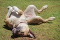 Funny dog  - PhotoDune Item for Sale