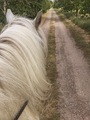Horse riding in the Scottish Highlands  - PhotoDune Item for Sale