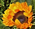 Bright bold and dynamic, the sunflower! - PhotoDune Item for Sale