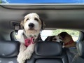 Car journeys with the dogs  - PhotoDune Item for Sale