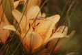 Golden Hour. Lilies glowing in the late evening light. - PhotoDune Item for Sale