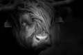Portrait of a Highland Cow in black and white  - PhotoDune Item for Sale