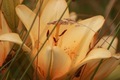 Close up of beautiful day lilies  - PhotoDune Item for Sale