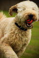 Close up portrait of a labradoodle dog playing ball - PhotoDune Item for Sale