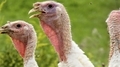 Domestic turkeys  - PhotoDune Item for Sale