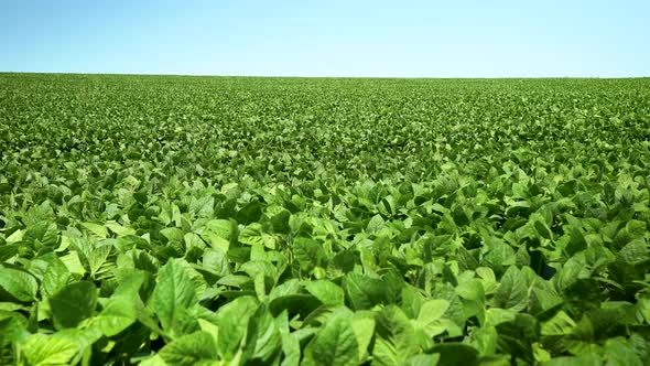 Wind On Soybean Field