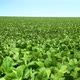 Wind On Soybean Field - VideoHive Item for Sale