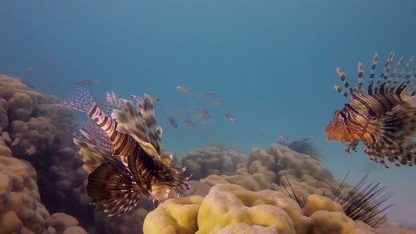 Underwater Scene Lion-Fish