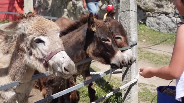 child feeding donkeys in the pedagogical farm