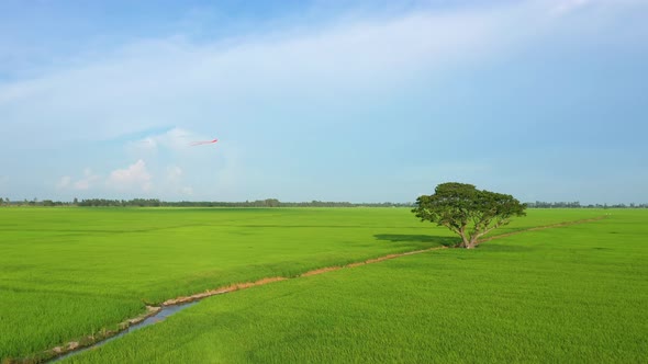 Peaceful landscape with alone tree, kites and green fields in the countryside