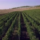 Aerial Flight Over Beautiful Vineyard Landscape - VideoHive Item for Sale