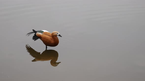 The Duck Is Doing Exercises.