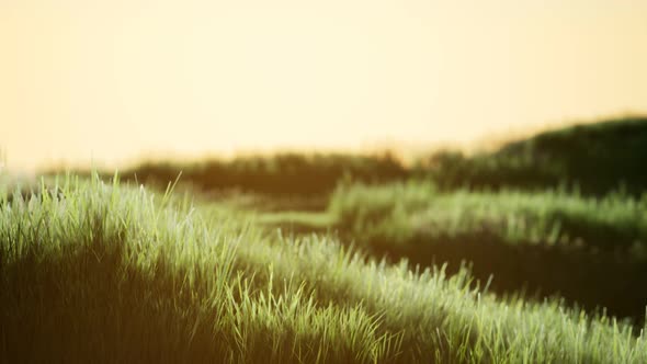 Green Field at Sunrise with Blue Sky