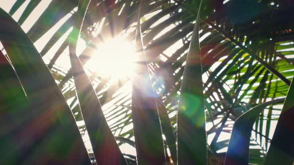 Passing Tropical Plants With Sun Flickering Through