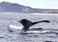 Los Cabos whales  - PhotoDune Item for Sale