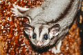 A sugar glider on a tree - PhotoDune Item for Sale