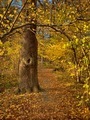 Autumn in Sweden  - PhotoDune Item for Sale